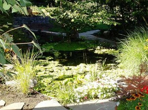 backyard_pond1